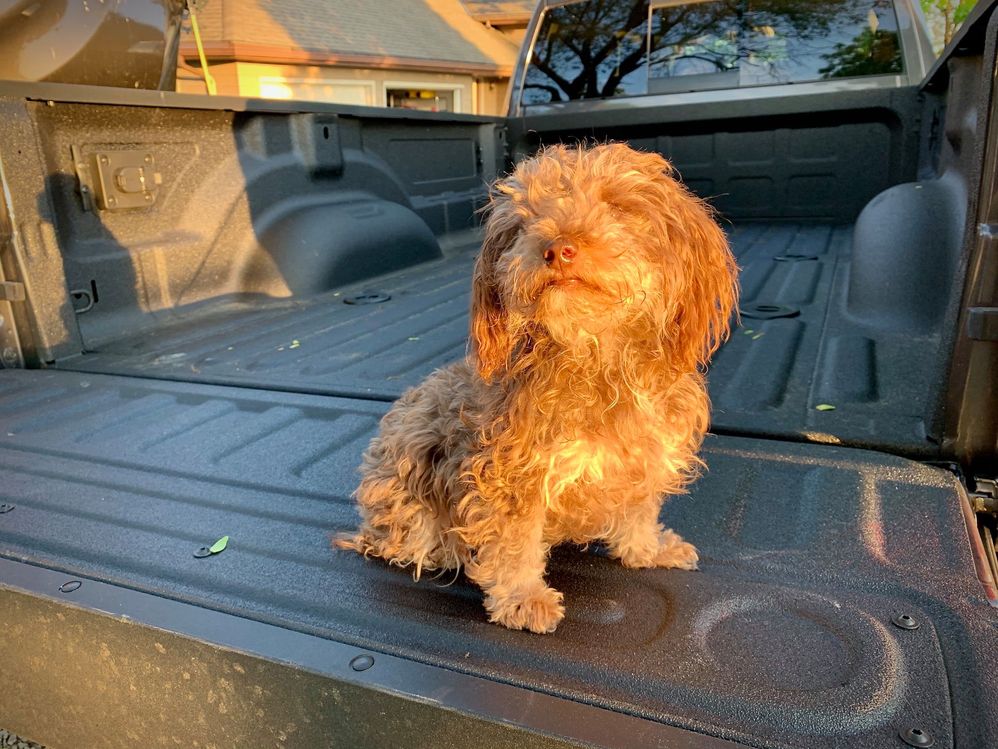 Ada, the farm dog.