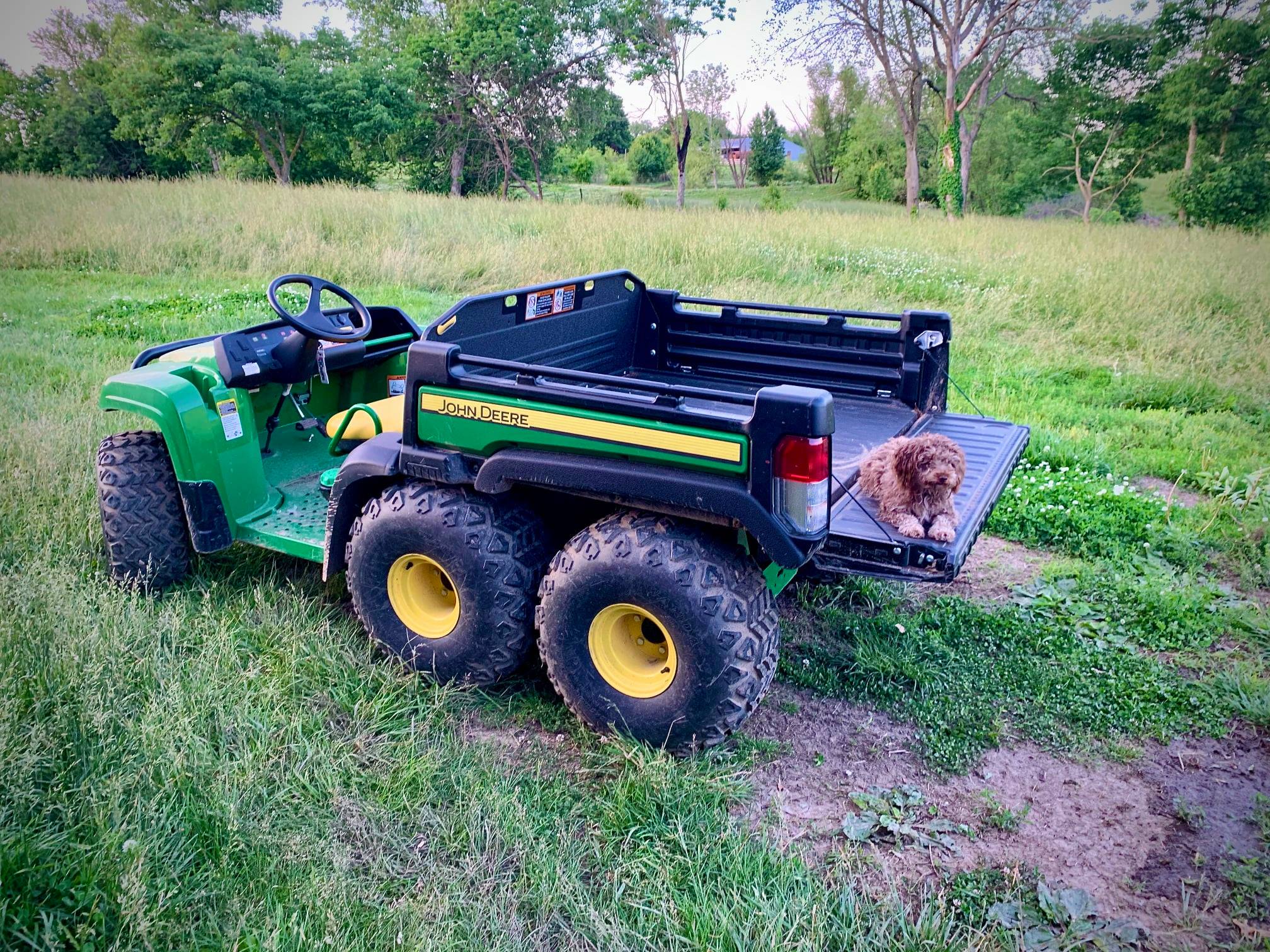 Ada, the farm dog.